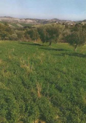 Terreno agricolo in commerciale in Strada Faleriense a Monte