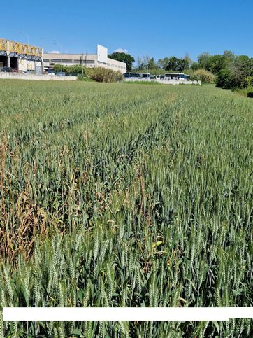 Terreno agricolo in commerciale in Via C. Sforza