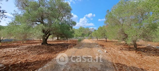 Terreno agricolo in commerciale in Contrada Ammazzaciuccio