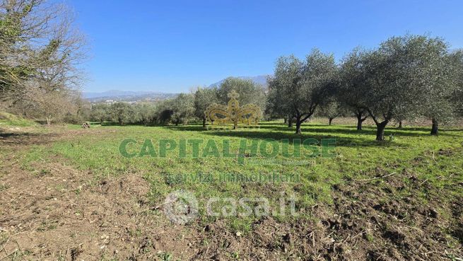 Terreno agricolo in commerciale in Contrada Migliara