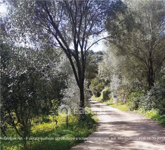 Terreno agricolo in commerciale in Località Litarru Ruiu 0 sn