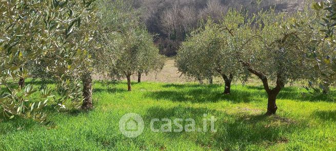 Terreno agricolo in commerciale in Via Rotabile