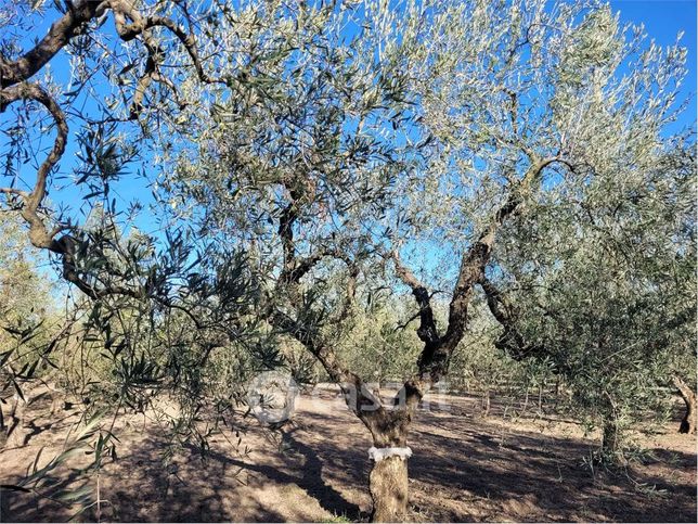 Terreno agricolo in commerciale in Strada Provinciale 231