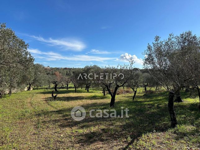 Terreno agricolo in commerciale in Contrada Romanazzi