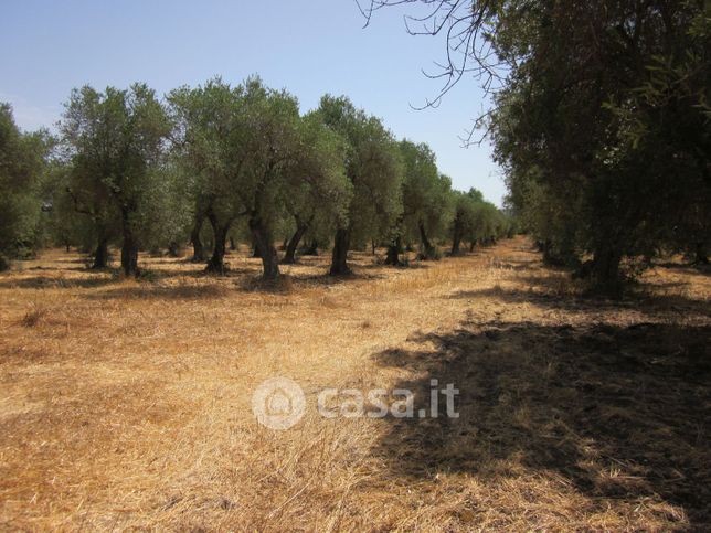 Terreno agricolo in commerciale in Strada Vicinale Carrabuffas