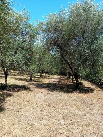 Terreno agricolo in commerciale in 