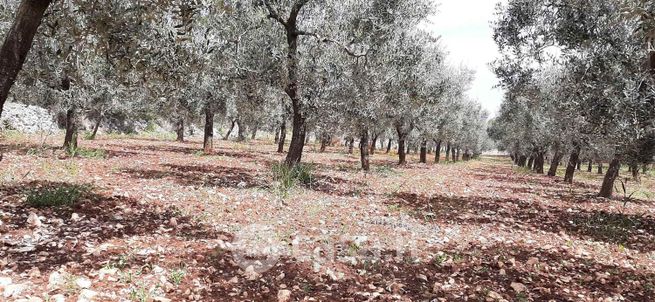 Terreno agricolo in commerciale in 