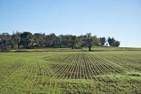 Terreno agricolo in commerciale in 