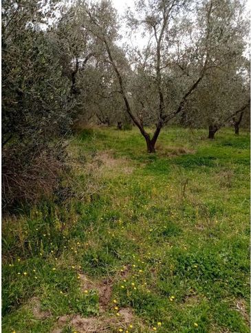 Terreno agricolo in commerciale in Via di Corneto 63