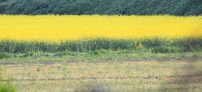 Terreno agricolo in commerciale in Viale Campania