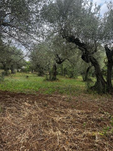 Terreno agricolo in commerciale in Contrada sterpara dei santi