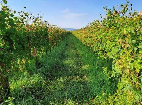 Terreno agricolo in commerciale in Via Patrioti