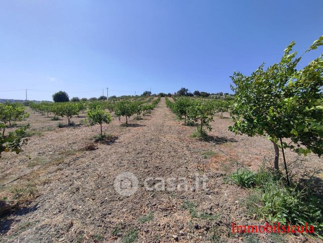 Terreno agricolo in commerciale in Contrada Cavafilo
