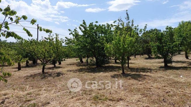 Terreno agricolo in commerciale in SAPONARO
