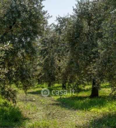 Terreno agricolo in commerciale in Strada Provinciale Macchiascandona