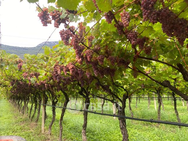 Terreno agricolo in commerciale in 