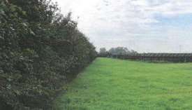 Terreno agricolo in commerciale in Via Lombardina