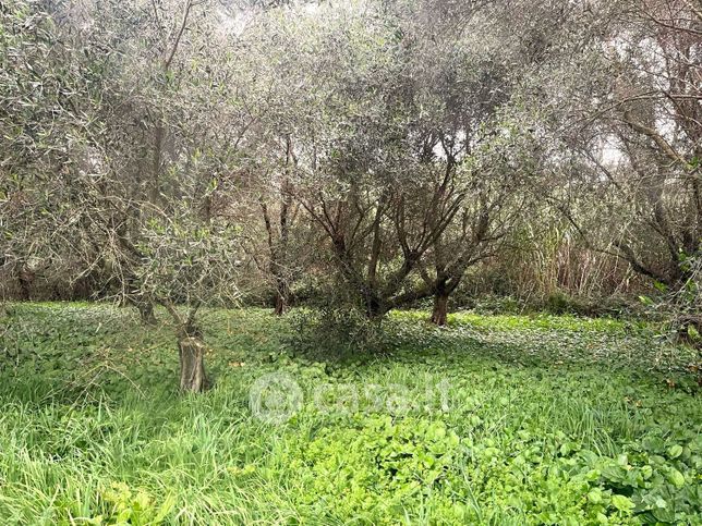 Terreno agricolo in commerciale in Via Montagnano