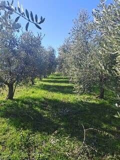 Terreno agricolo in commerciale in Via Calcinaia