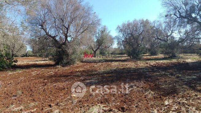 Terreno agricolo in commerciale in Strada Senza Nome