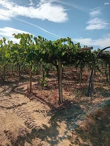 Terreno agricolo in commerciale in Via Santa Lucia