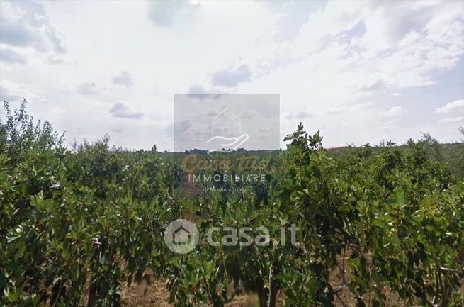 Terreno agricolo in commerciale in Strada Esterna Vado Via Ruvo