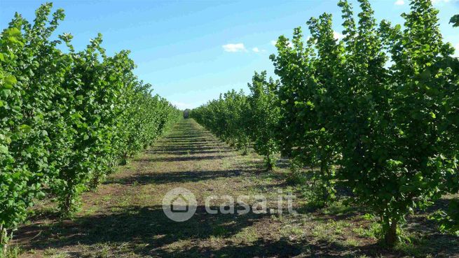Terreno agricolo in commerciale in 