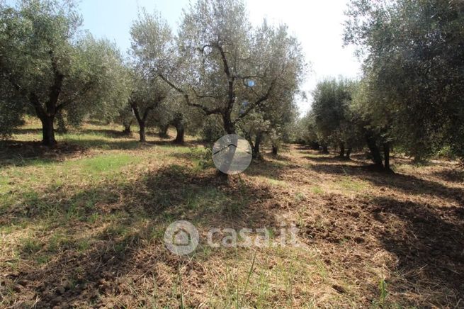 Terreno agricolo in commerciale in Strada Provinciale 41 1