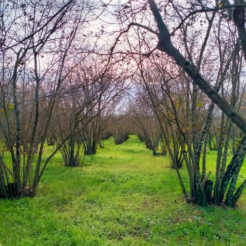 Terreno agricolo in commerciale in Località Beccaceto