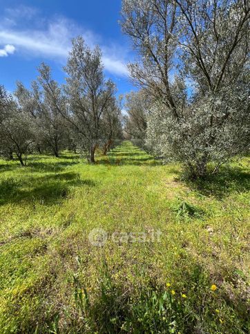 Terreno agricolo in commerciale in Via Caniga