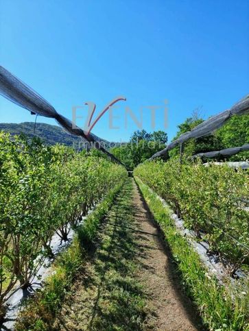 Terreno agricolo in commerciale in Via delle Viole