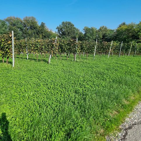 Terreno agricolo in commerciale in Via dei Ronchi