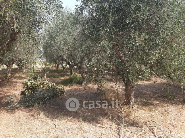 Terreno agricolo in commerciale in Giro Birindelli - traversa Mazzoni