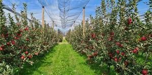 Terreno agricolo in commerciale in Strada Provinciale Pinerolo 589