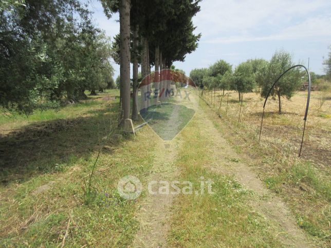 Terreno agricolo in commerciale in Strada Senza Nome