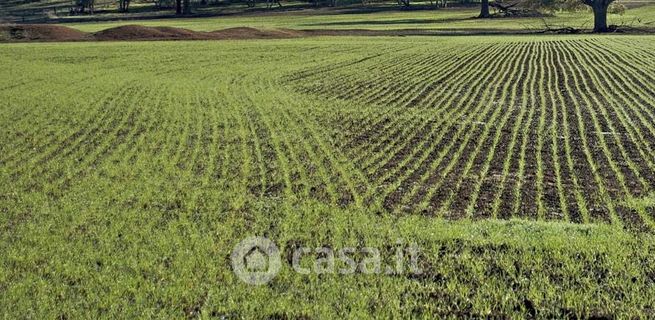 Terreno agricolo in commerciale in Via Marina