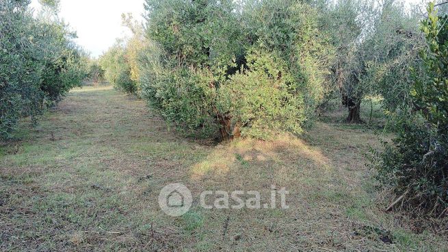 Terreno agricolo in commerciale in Via Po