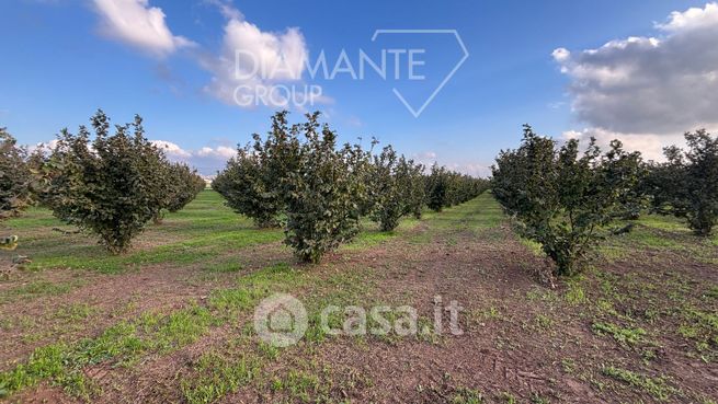 Terreno agricolo in commerciale in Viterbo