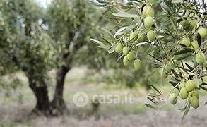 Terreno agricolo in commerciale in 