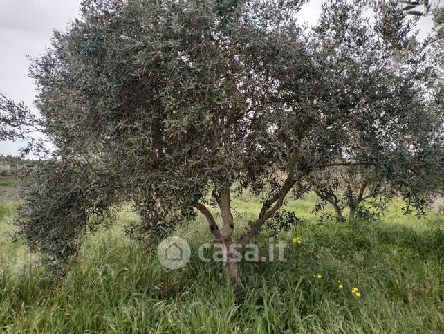 Terreno agricolo in commerciale in ss 55 bis