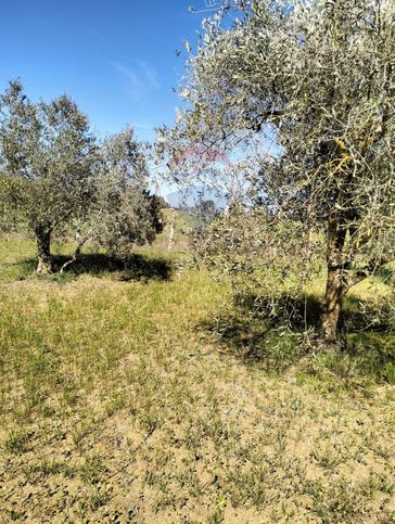 Terreno agricolo in commerciale in Strada Senza Nome