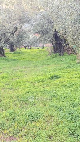 Terreno agricolo in commerciale in Via Dario Leone