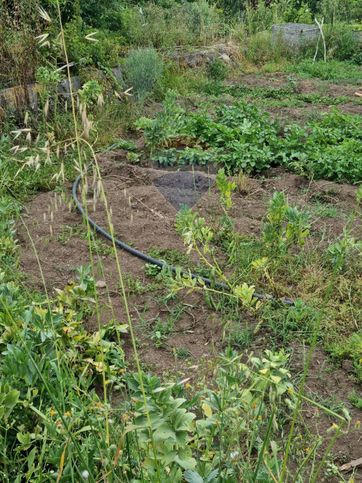 Terreno agricolo in commerciale in Via Felicetto