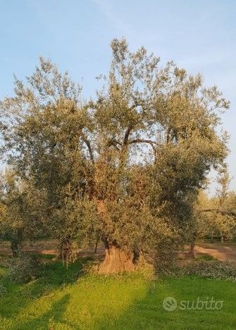 Terreno agricolo in commerciale in Via dei Greci 23