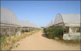 Terreno agricolo in commerciale in Via Sant Isidoro