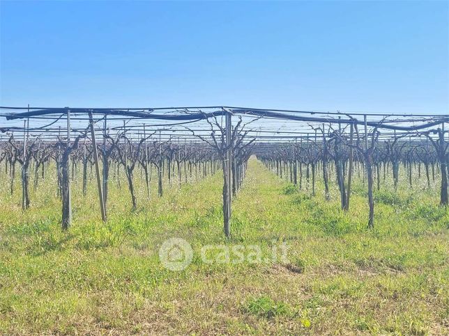 Terreno agricolo in commerciale in Via San Severo
