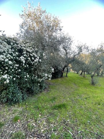 Terreno agricolo in commerciale in Via di Baroncelli