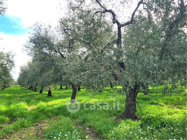 Terreno agricolo in commerciale in Via Pantanella