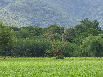 Terreno agricolo in commerciale in Contrada Manca