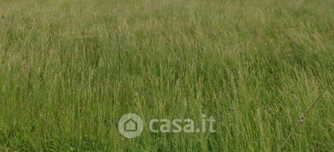 Terreno agricolo in commerciale in capodimonte